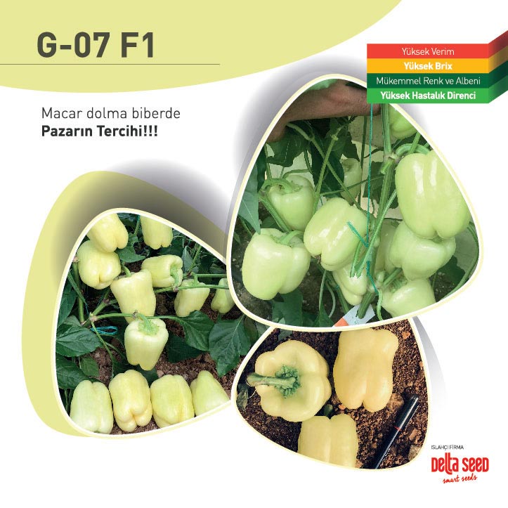 Macar Dolma Biber G-07 F1