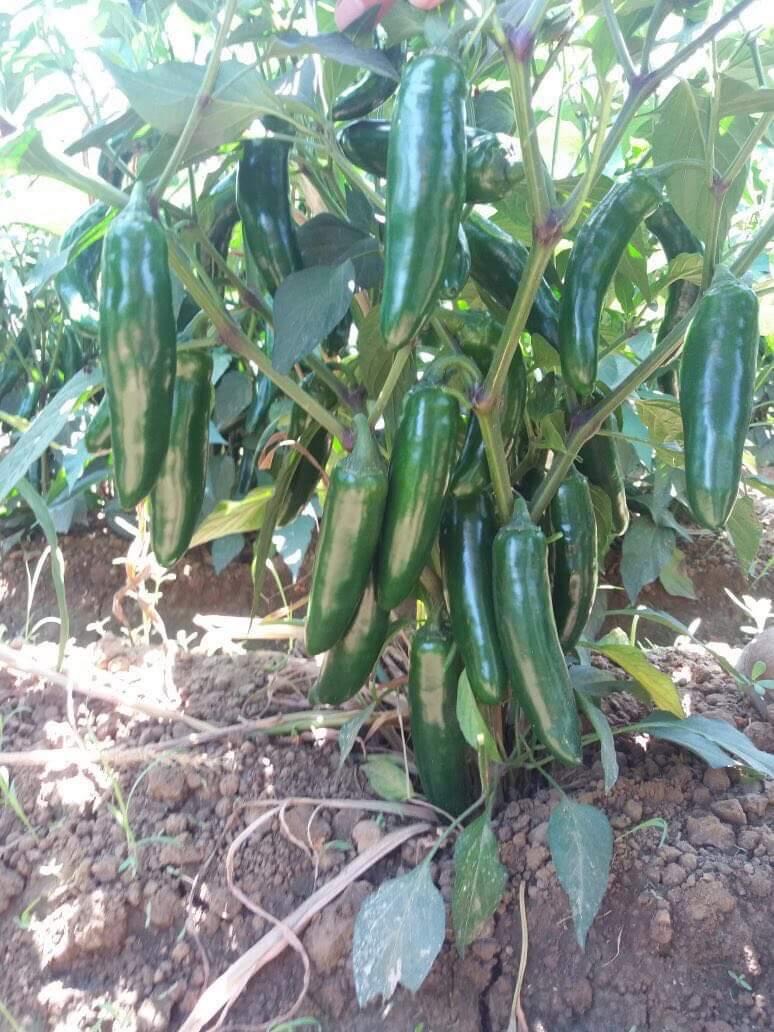 Jalapone G1410 F1