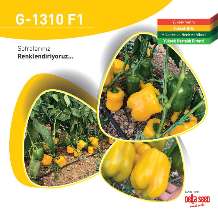 Kaliforniya G-1310 F1