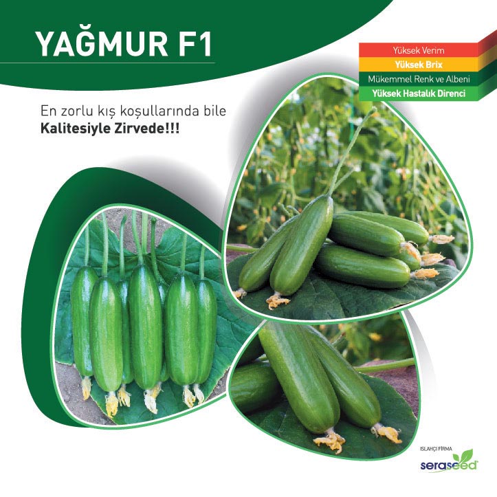 Yağmur F1